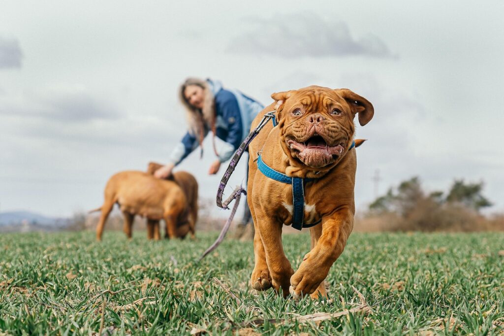 Dog pulling on leash during walk