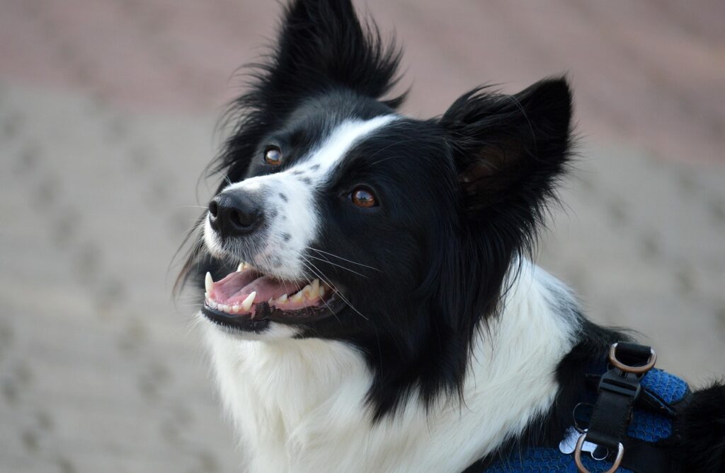 border-collie-8287329_1280