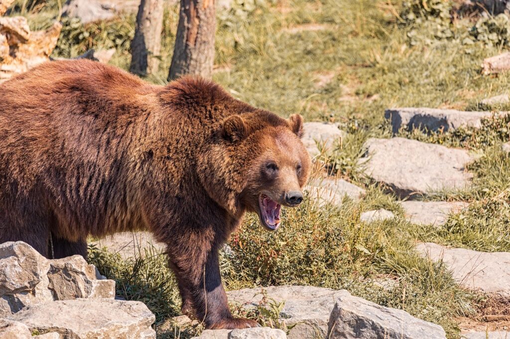 brown bear