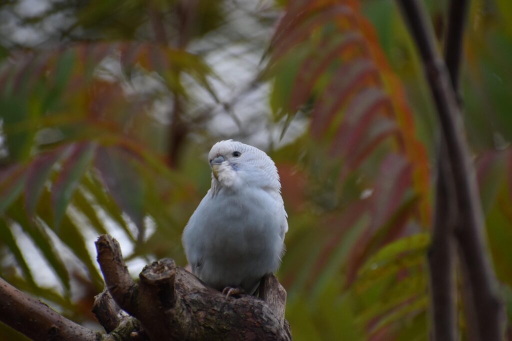 Budgerigar