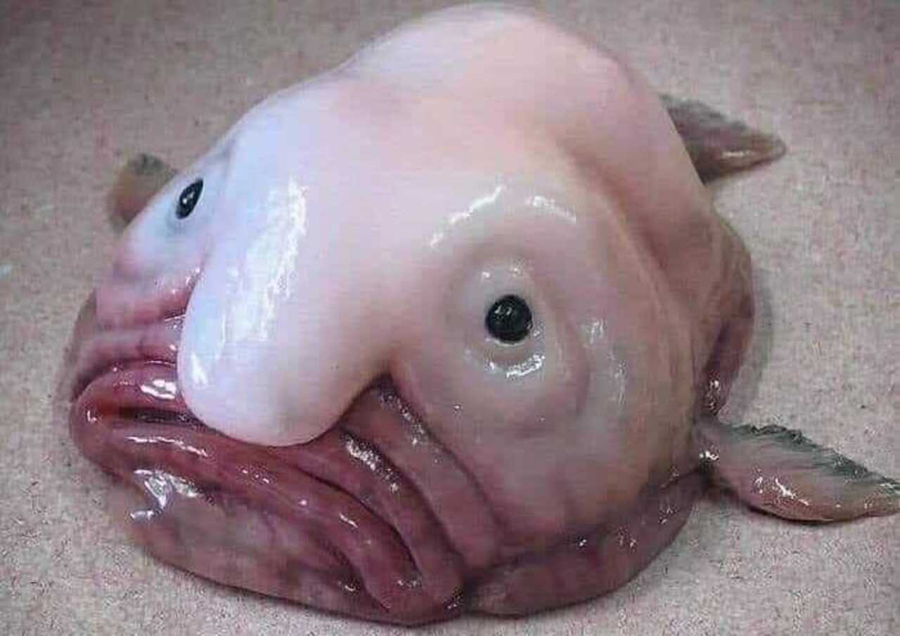 Blobfish meme