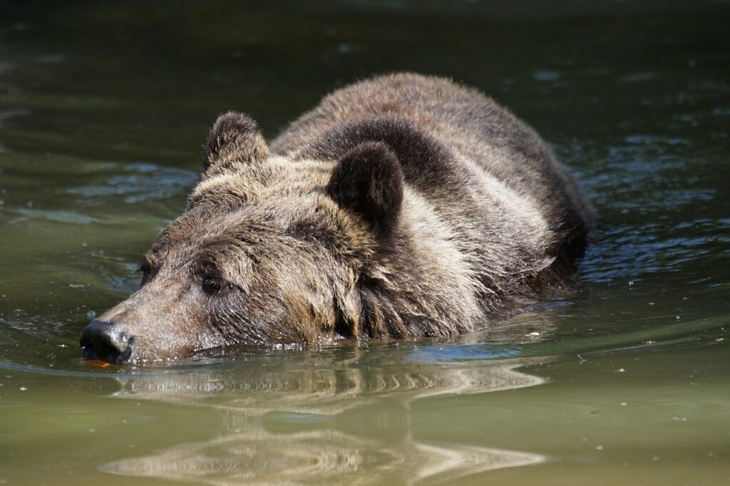 brown-bear-912445_1280