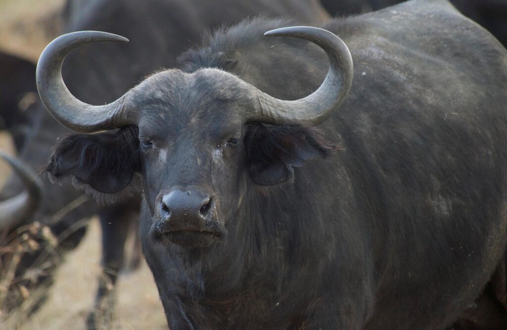 Cape Buffalo
