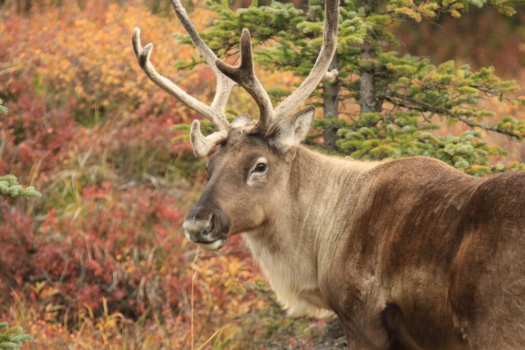 Reindeer