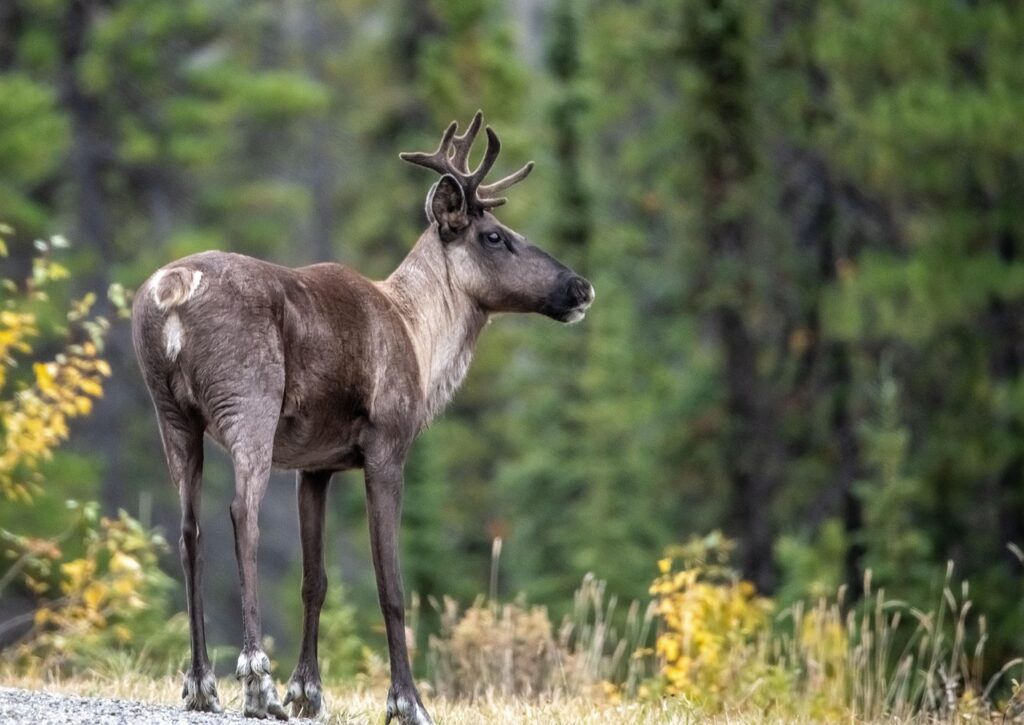 Reindeer