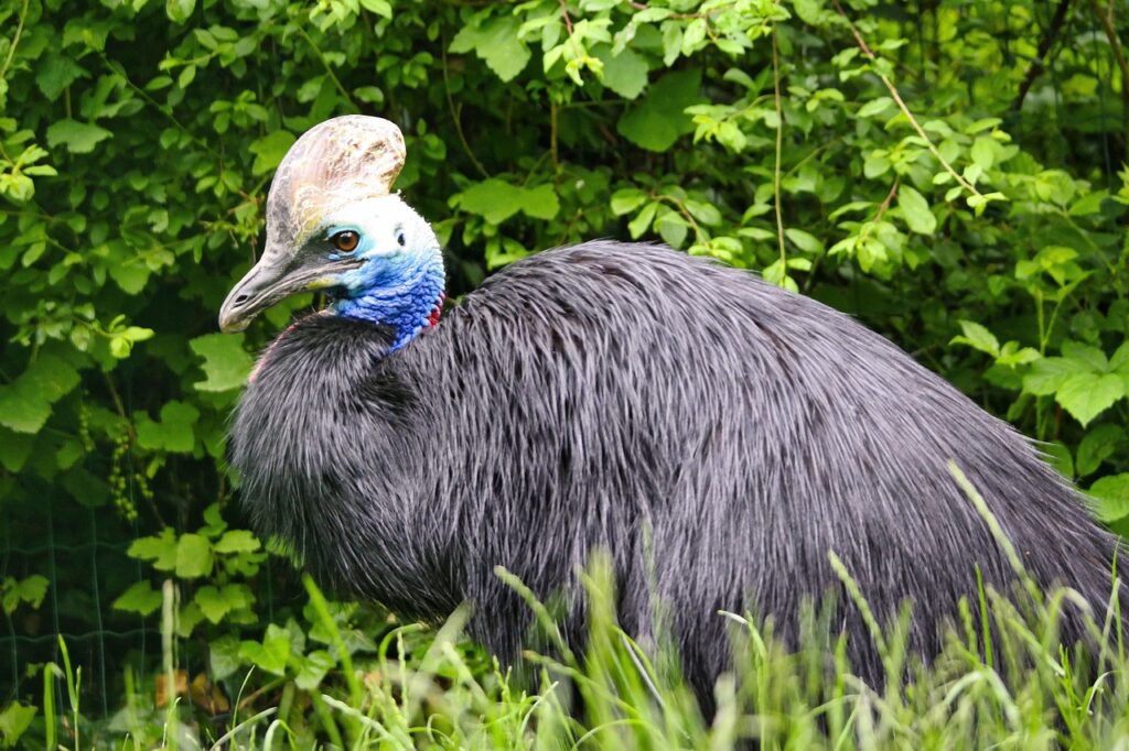 cassowary-6339084_1280