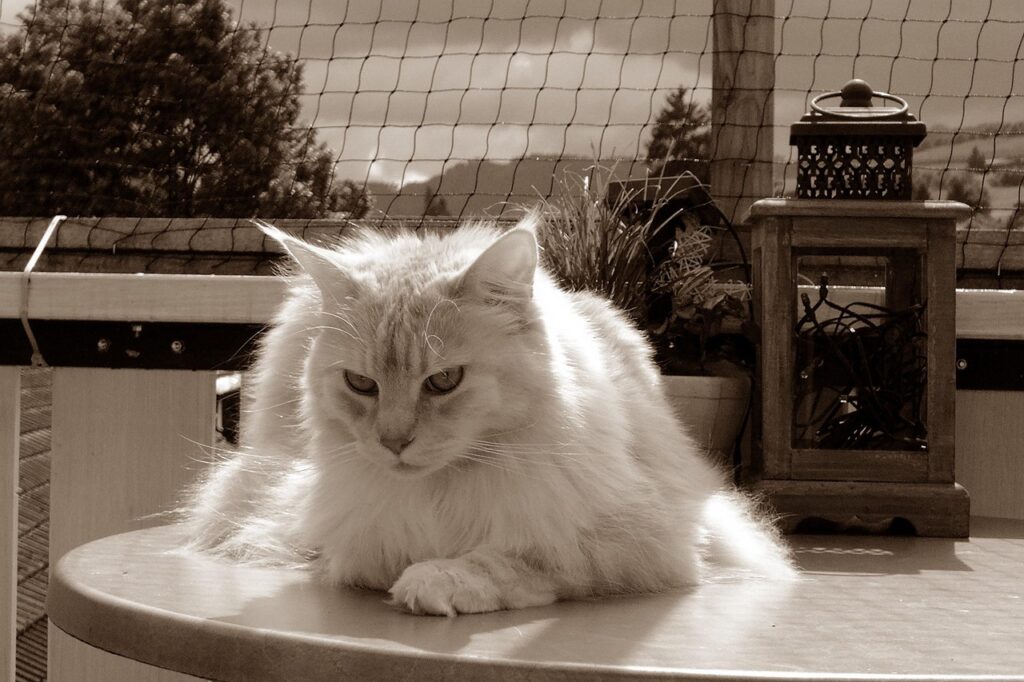 Maine Coon