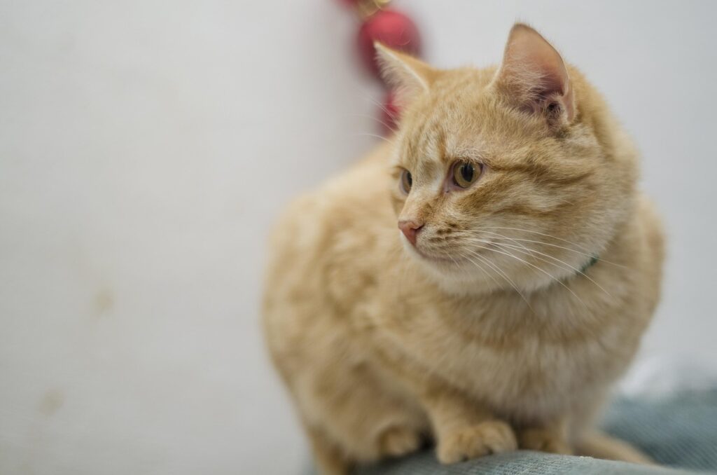 Cat staring