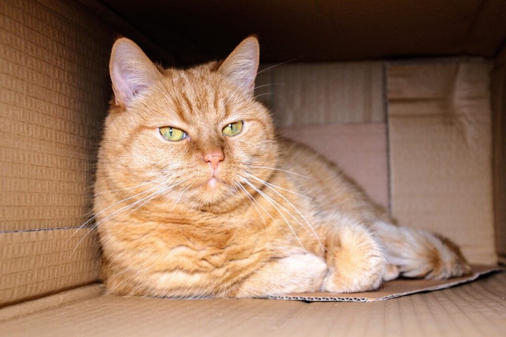 Cat in cardboard box