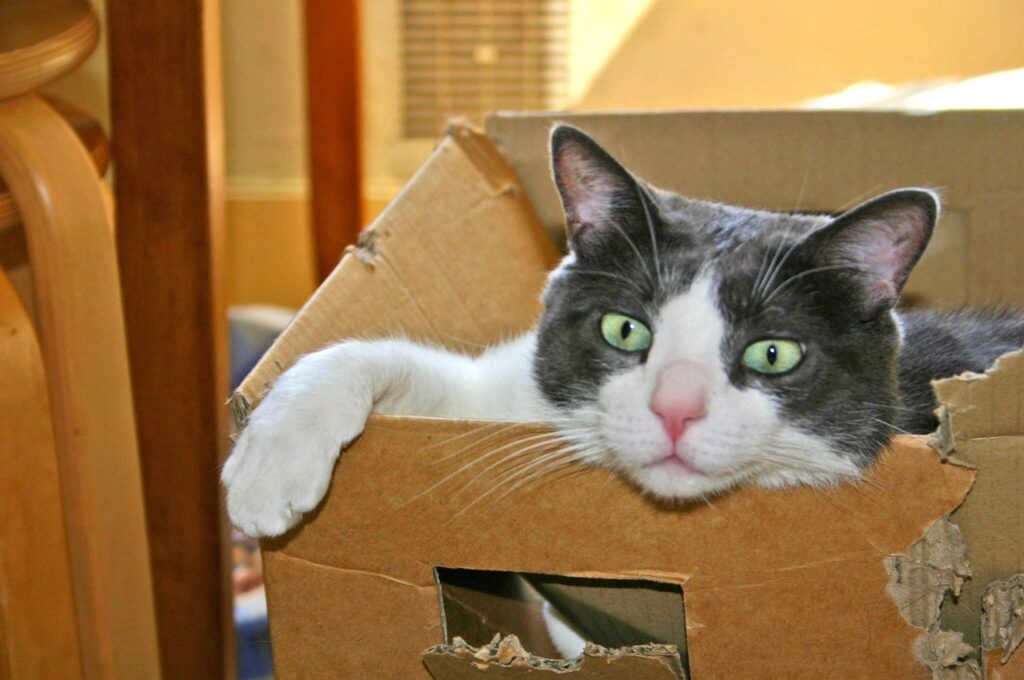 Cat in cardboard box
