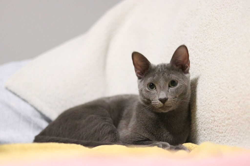Russian Blue