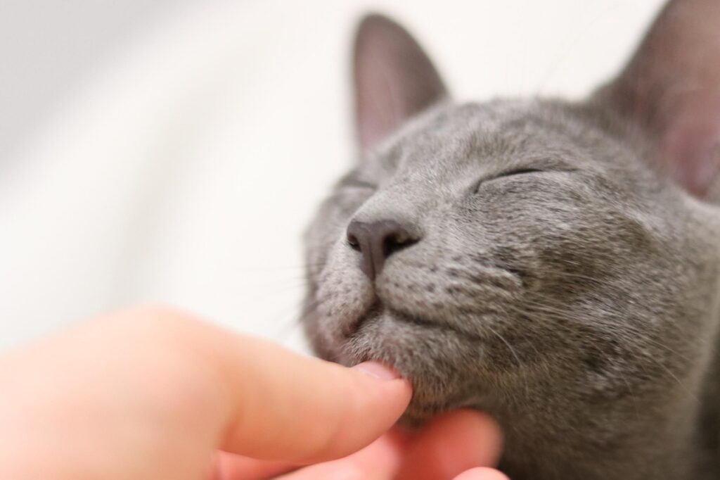 Russian Blue cat