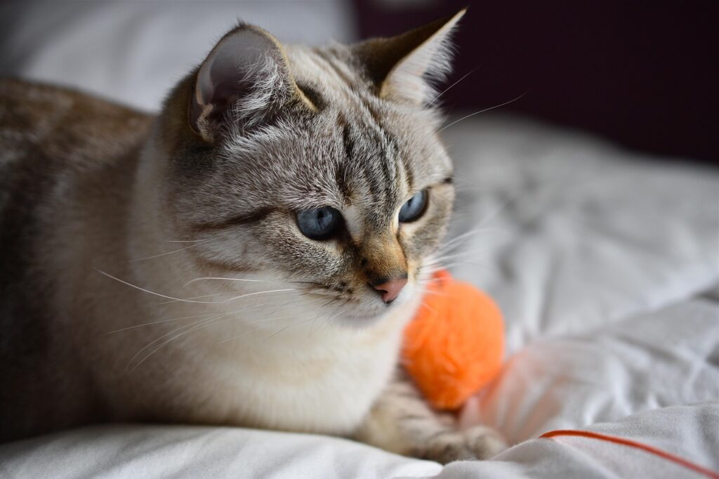 Cat with catnip toy