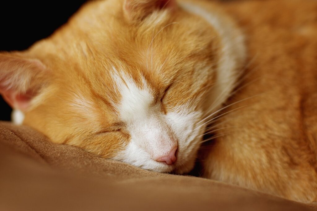 Cat sleeping