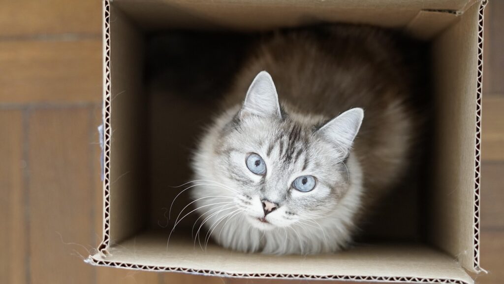 Cat in cardboard box