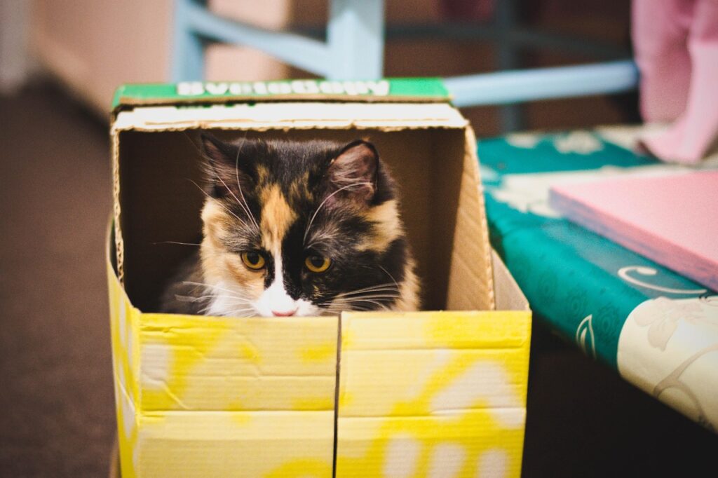 Cat in cardboard box