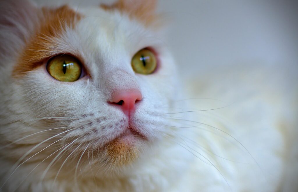 Turkish Van
