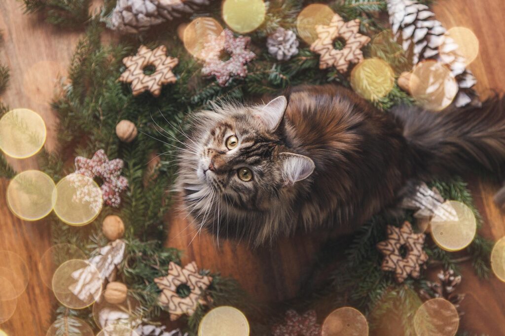 maine coon 