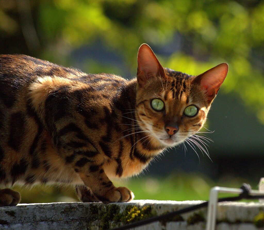 Bengal Cat
