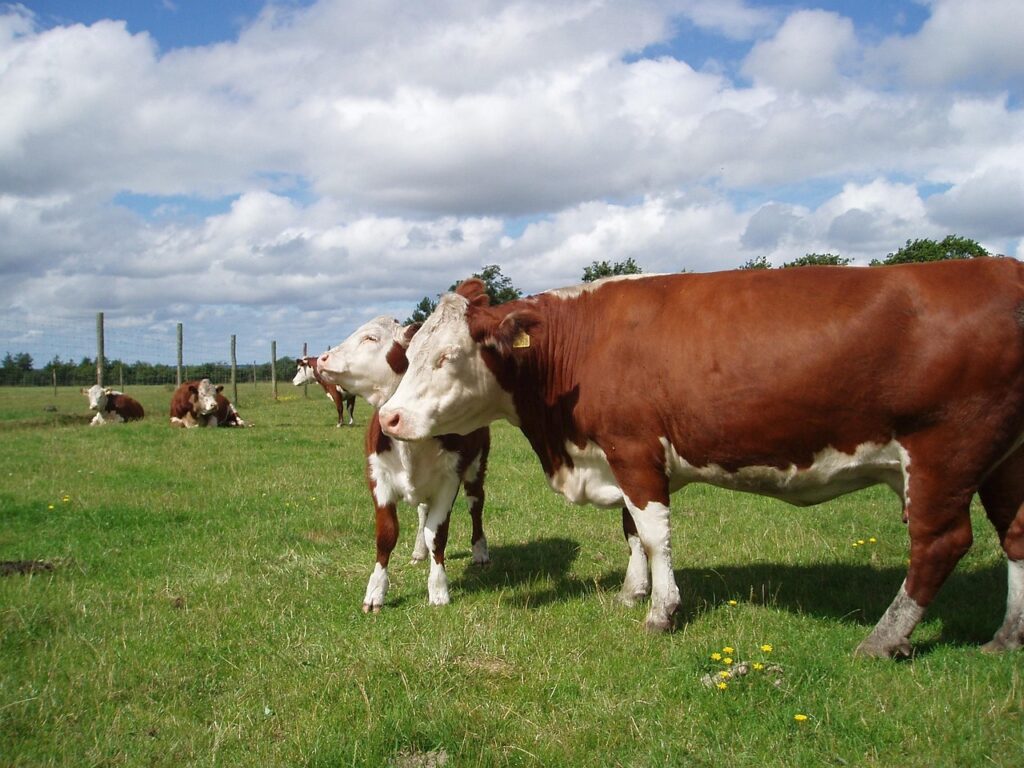 Hereford Cattle