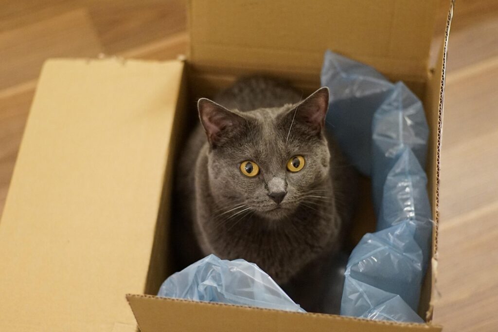 Cat in cardboard box