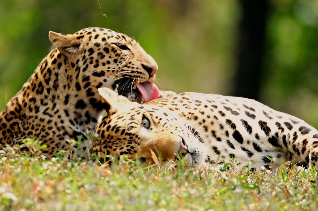 Cheetah