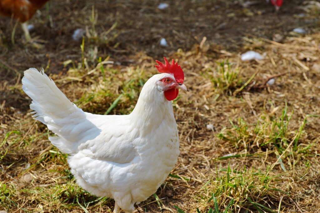 Chicken