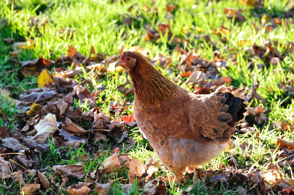Chicken