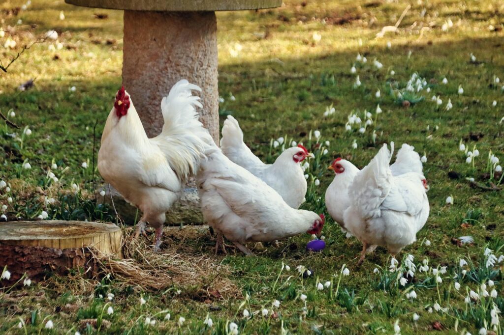 Chickens