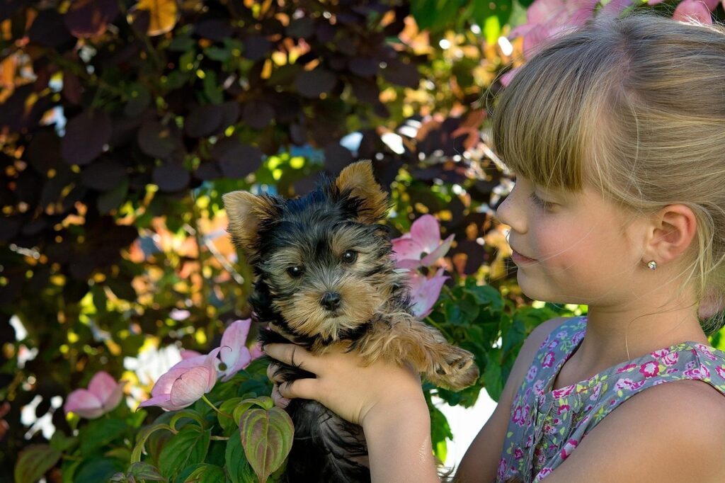 Yorkshire terrier