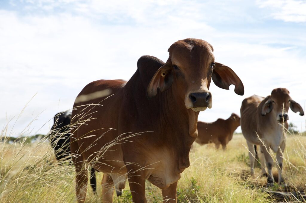 Brahman Cattle