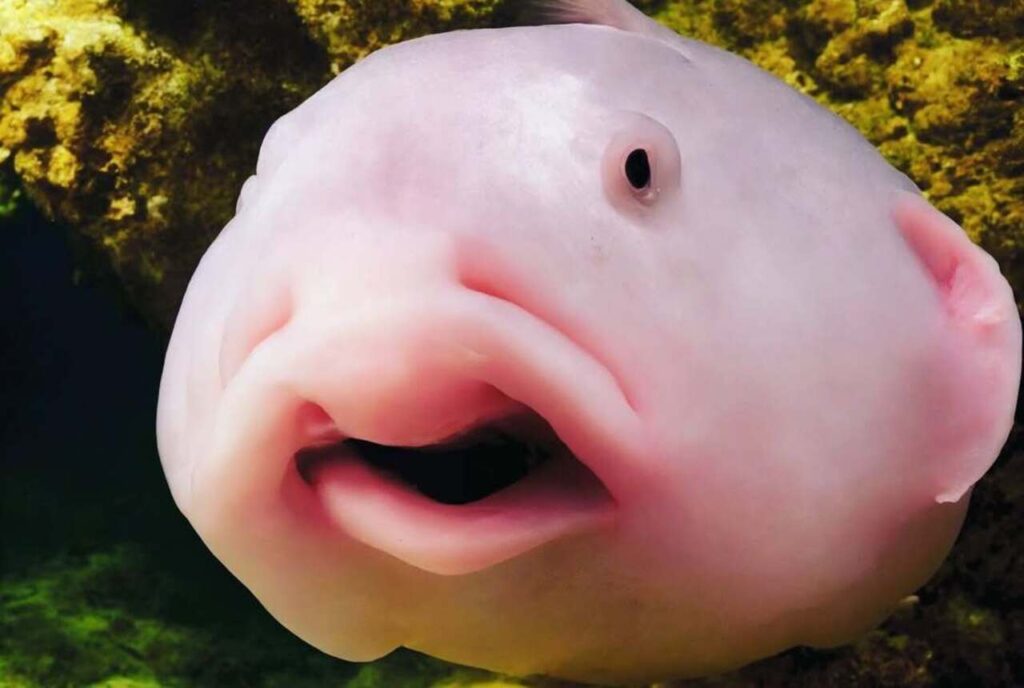 Blobfish