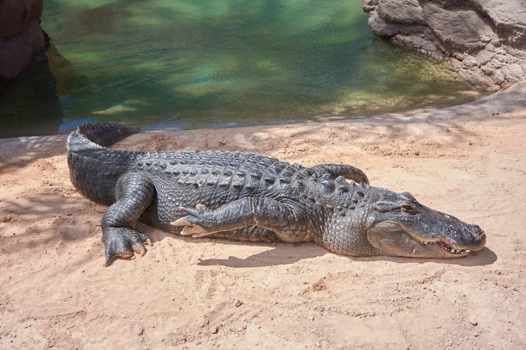Alligator