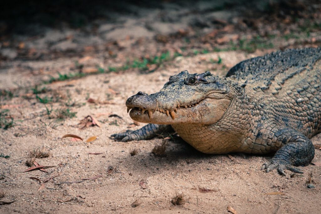 Saltwater Crocodile