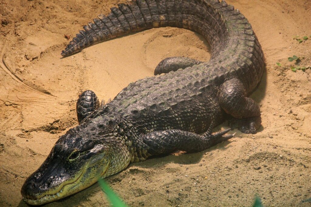 Alligator