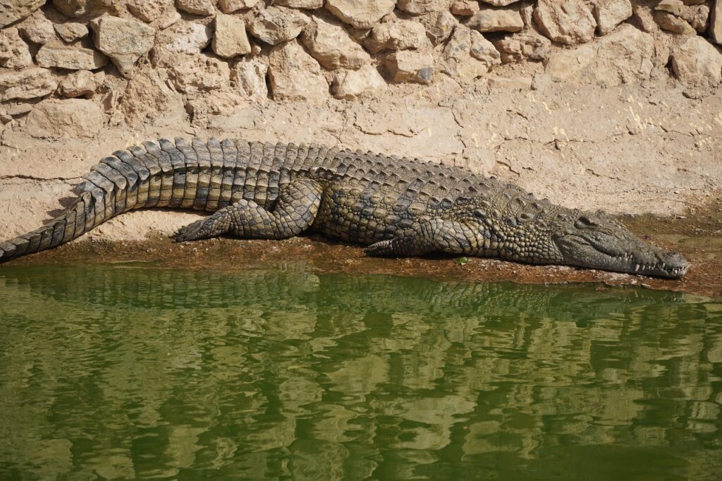 Alligator
