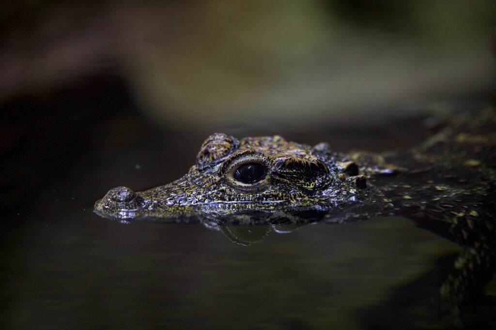 Alligator in water