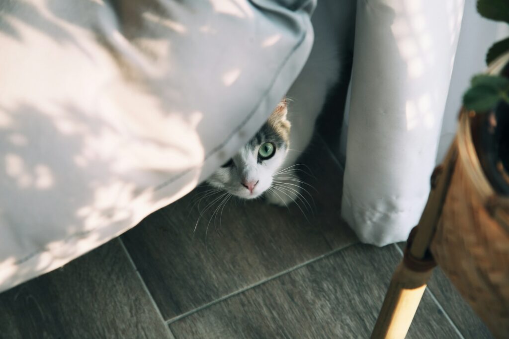Hidden cat