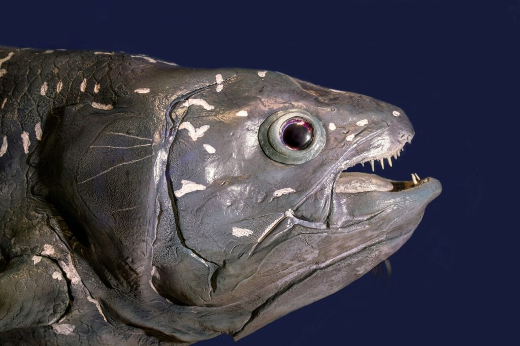 coelacanth