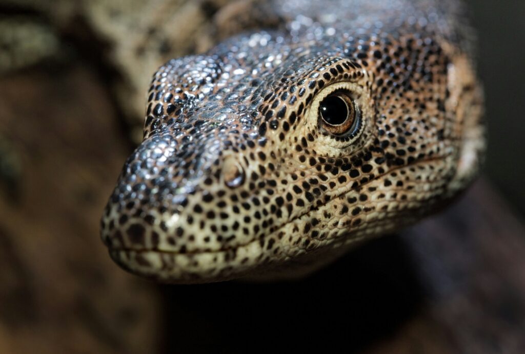 Monitor Lizard