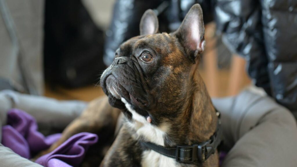 French Bulldog