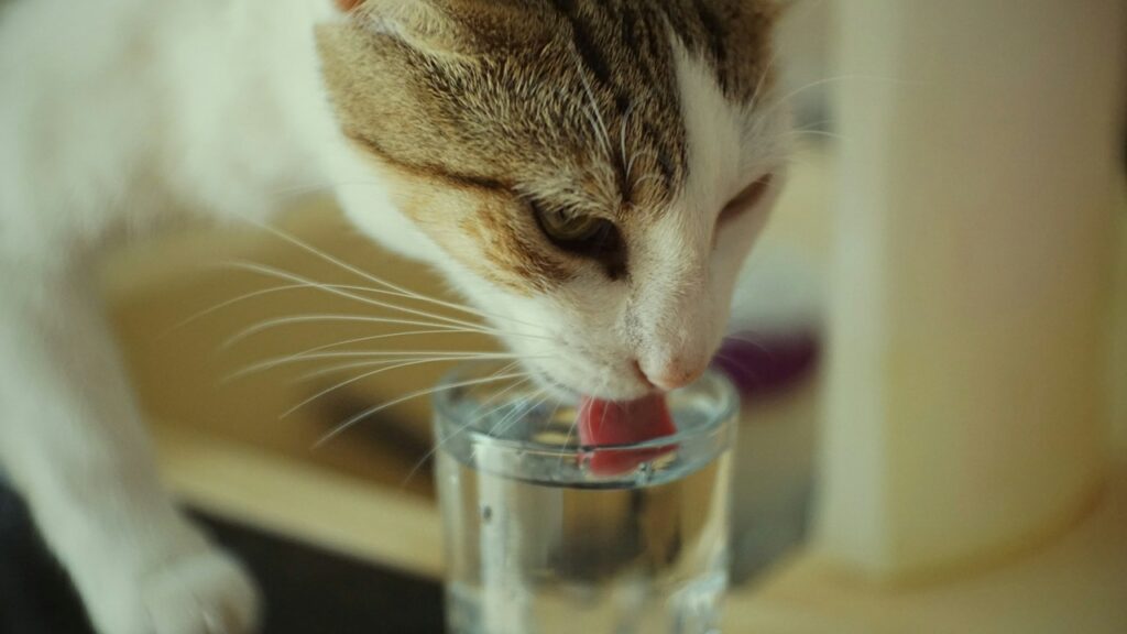 Cat Drinking