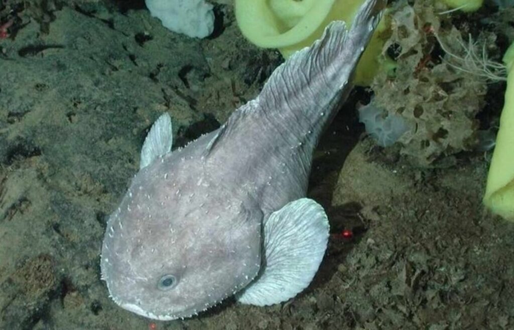 Blobfish under water