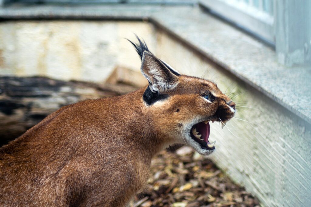 Caracal