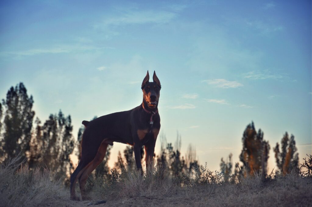 doberman