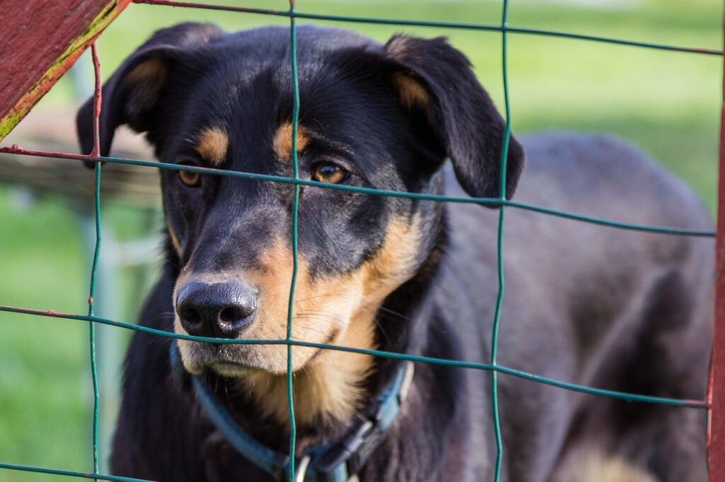 Dog collar caught on wire fence