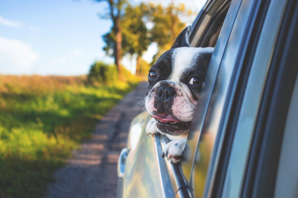 Happy dog in car going to daycare