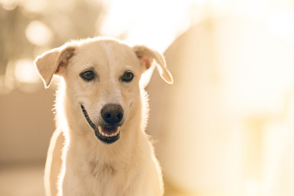 Dog close up