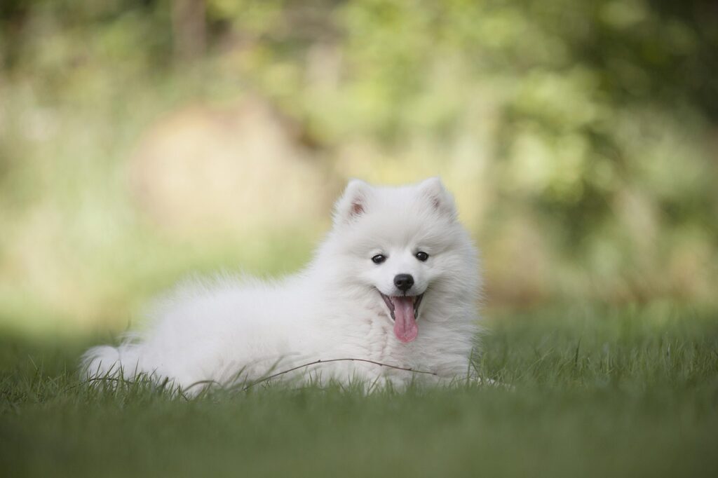 Happy dog