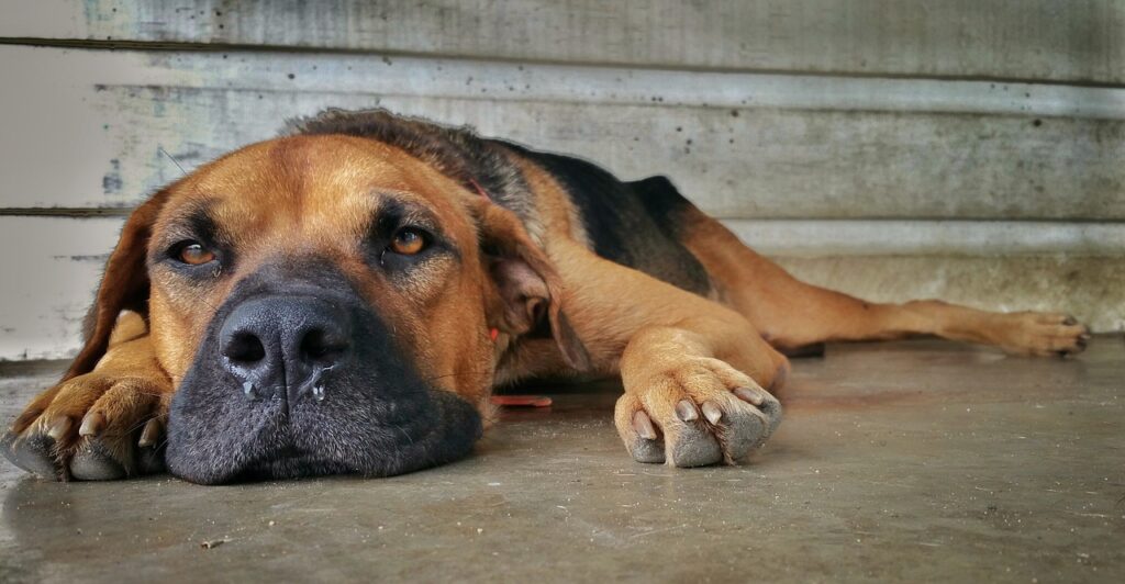 Neglecting Veterinary Care